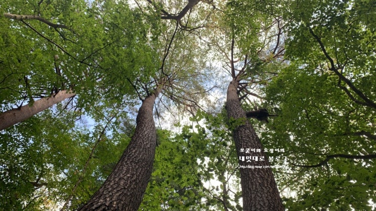  아이와 평창여행-월정사 전나무숲길 다람쥐랑 친구먹기