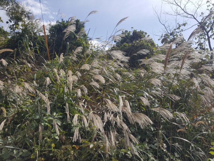  백운산 드라이브