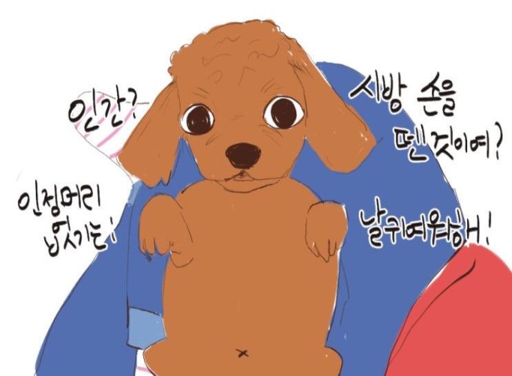  [둥둥취미생활] 강아지용 수제간식에 취미가 들린 나날