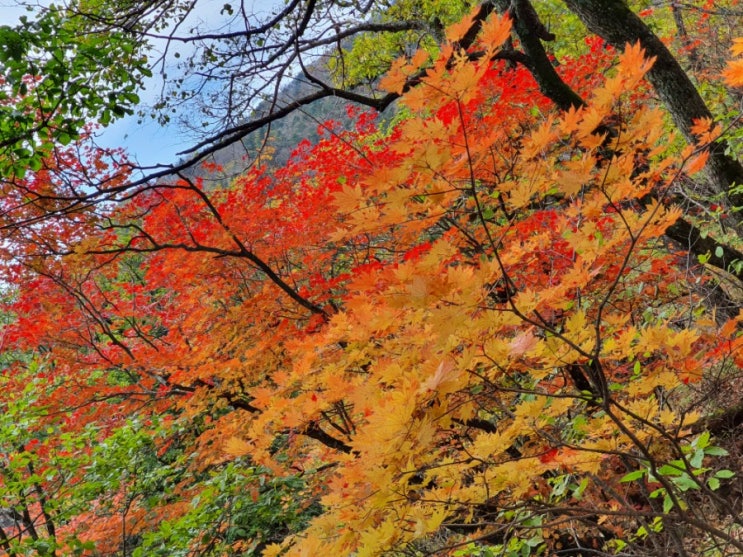  강원도100대명산 오대산 상원사 적멸보궁 비로봉 1563,3미터찍고 온 단풍 보여 드릴까요?