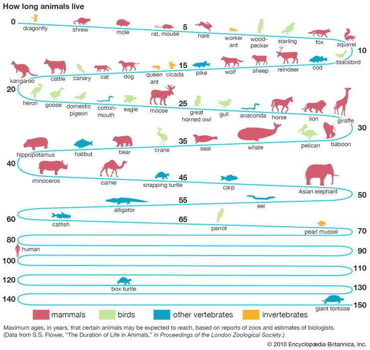 동물들은 왜 수명 차이가 있을까?
