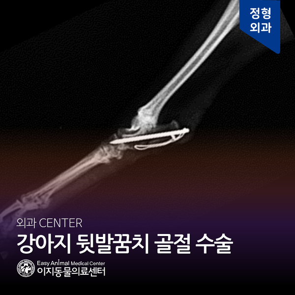  강아지 뒷발꿈치 골절 수술 - 이지동물의료센터 (부천동물병원 역곡 소사 원미 심곡 중동 24시 동물병원 종양 수술 재활 전문 동물병원)