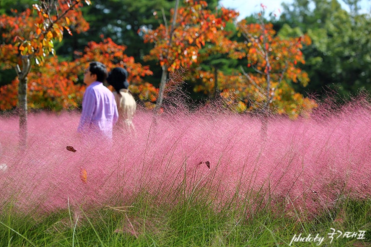  경주 가볼만한곳-보문단지 핑크뮬리 단풍~