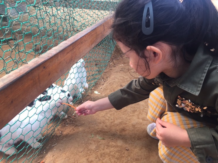 주말 아이들과 다녀온 아기동물농장 체험 !