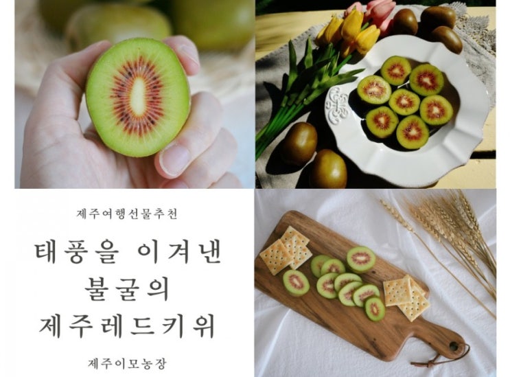  제주도특산물 참다래보다 더 당도 높은 레드키위