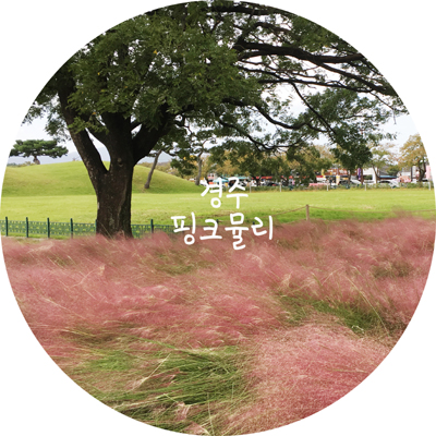  경주 핑크뮬리 + 경주 황리단길 카페와 맛집
