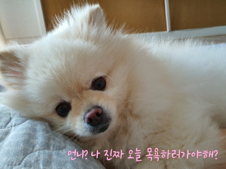  우리 포리 미용하는 날:)