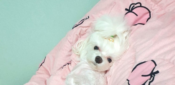  [강아지 코골이] 코고는강아지/ 방치해도될까? 너 때문에 잠을 잘수가없다..