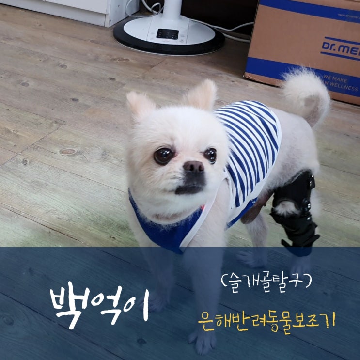  강아지보조기 전문 은해반려동물보조기와 8살 포메라니안 백억이의 만남, 슬개골탈구로 인한 무릎보조기 맞춤 제작 후기