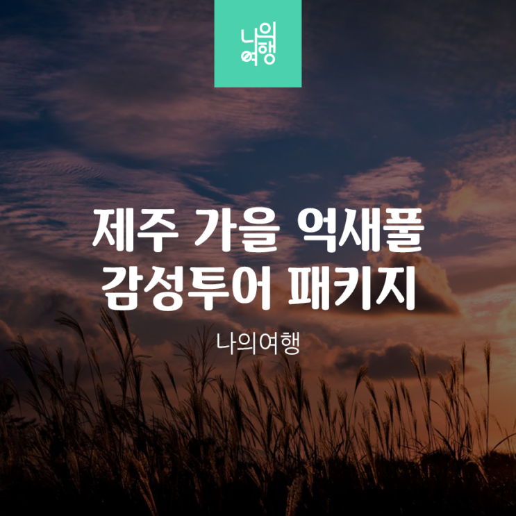  10월 11월 제주도 가을 감성 억새 패키지 투어 3박4일 부산출발 국내여행
