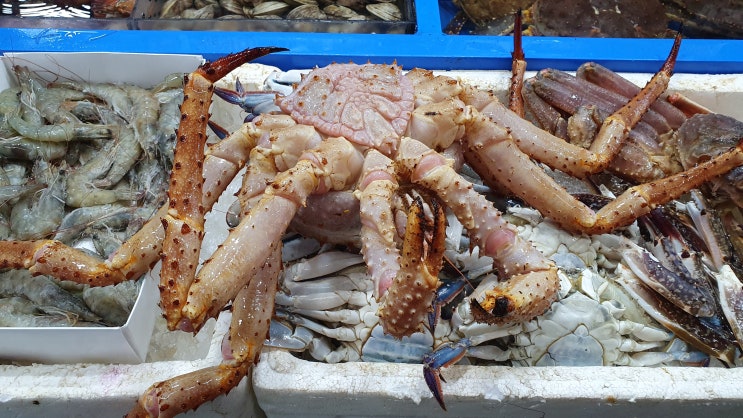  가락시장 전어 시세, 킹크랩 시세 알아봐요