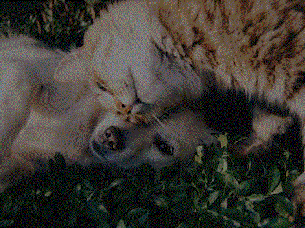 [동물 그리고 사람 이야기] 고양이 미라서 ‘돼지열병’까지… 동물의 떼죽음이 말하는 것은
