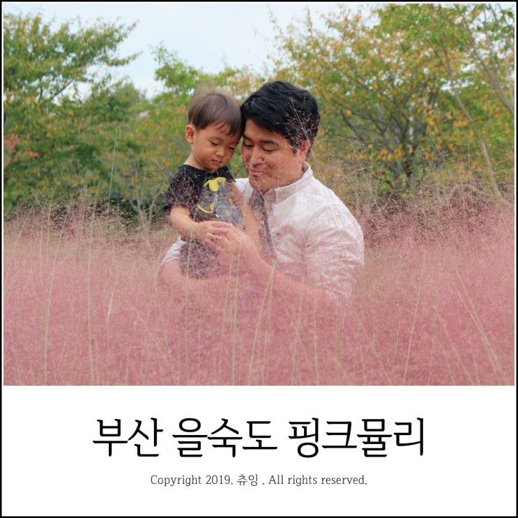  부산 을숙도 핑크뮬리 주차장, 위치 확인하고 가요