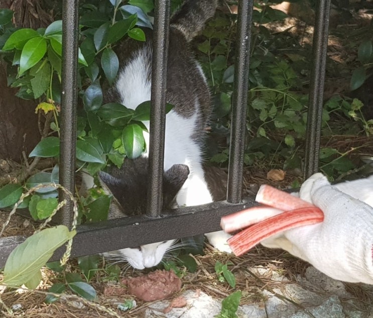  길냥이 배려하기