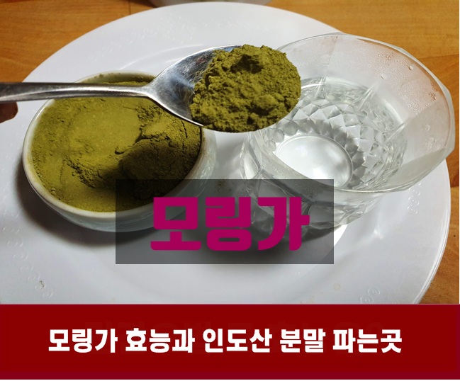  모링가 효능과 인도산 분말 파는곳 어디서?