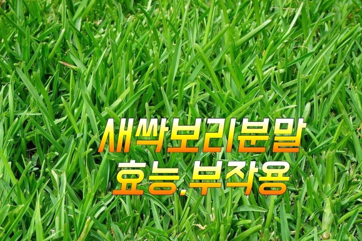  새싹보리분말 효능과 부작용, 제주 새싹보리분말 추천