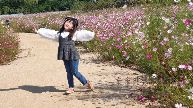  가을이 가기전에 코스모스 구경 계양꽃마루