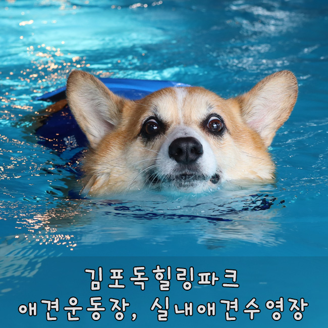  김포독힐링파크, 김포 애견운동장, 실내애견수영장