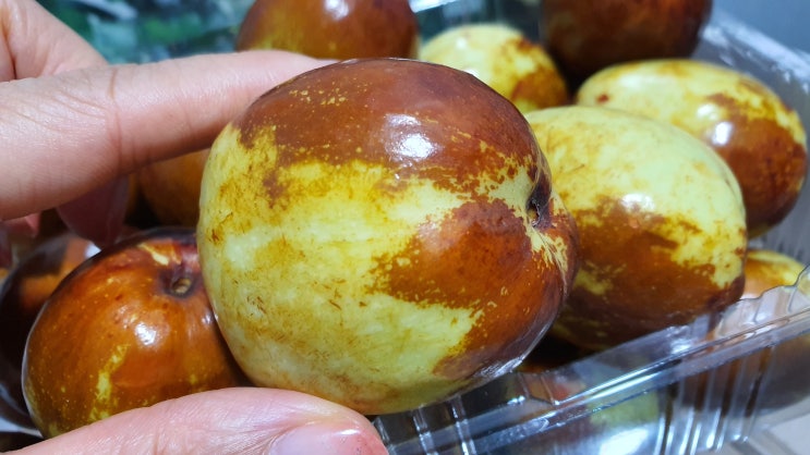  왕대추 대감의 맛있는 사과대추 주문