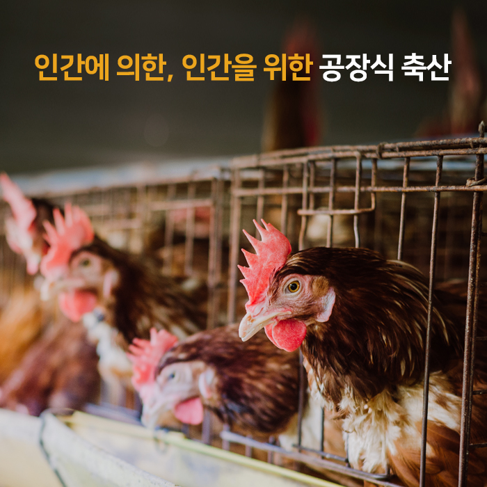  [먹고 입고 사랑하라] 인간에 의한, 인간을 위한 공장식 축산