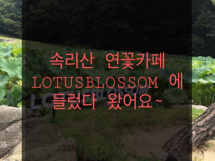  속리산 연꽃카페LOTUSBLOSSOM에 들렀다 왔어요~