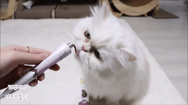 고양이 헤어볼 영양제 : 짐캣 몰트 소프트 엑스트라
