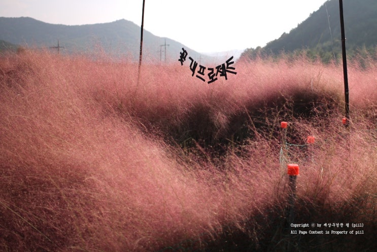 고창 핑크뮬리 하늘하늘 꽃객프로젝트