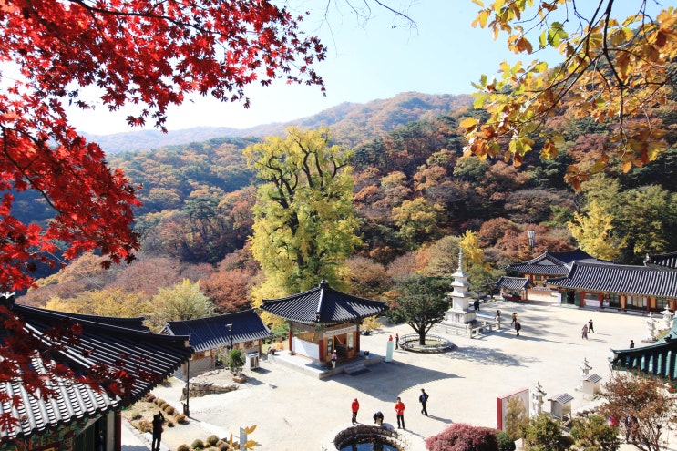  용문산 용문사 천년은행나무 단풍 물드는시기