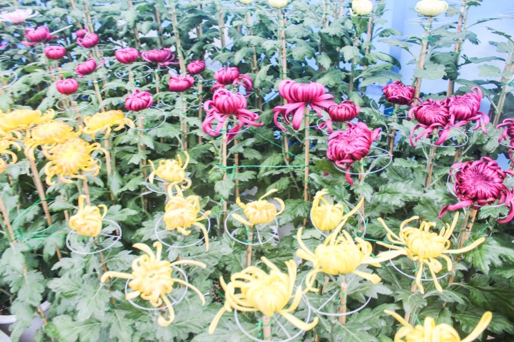  화순 국화축제 국화향기 가득한 국화향연