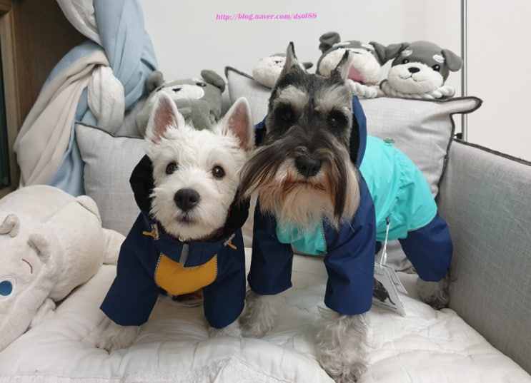  루루스윗 퍼피엔젤 강아지옷으로 따뜻한 겨울준비