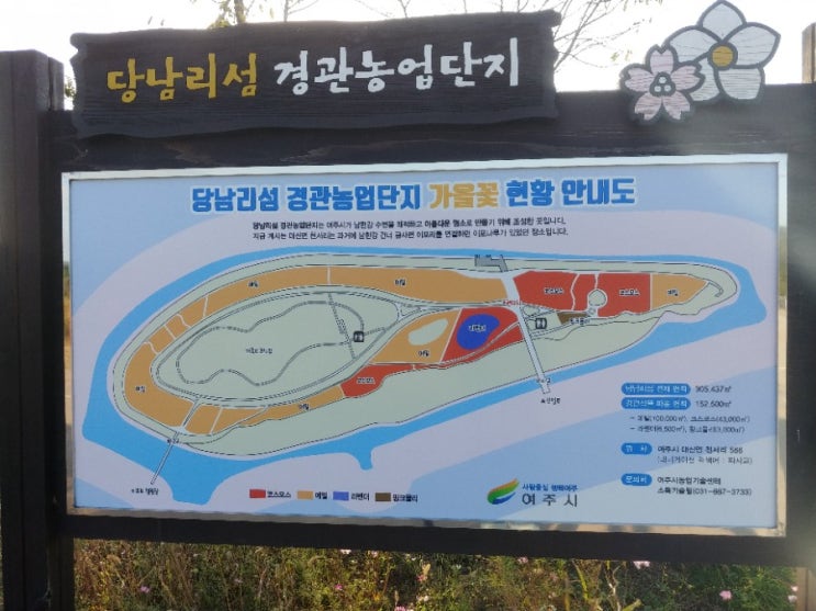  [경기도 여주시] 9월10월가을꽃 서울근교주말나들이 당남리섬 추천