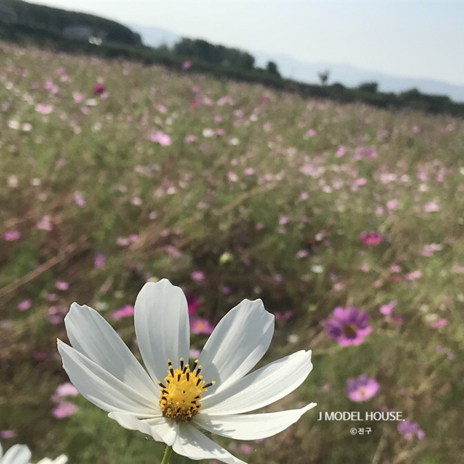  대구근교 경산 코스모스 길 하양 대부잠수교 코스모스단지