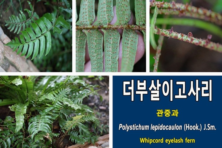 더부살이고사리[Polystichum lepidocaulon]에 관하여...관중과 상록성 여러해살이풀로 양치식물