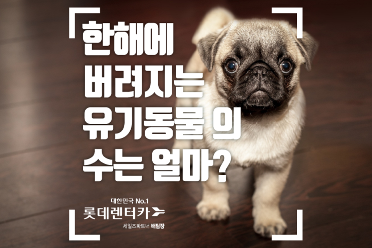  반려동물 1000만명 시대! 1년에 버려지는 유기동물 수는?