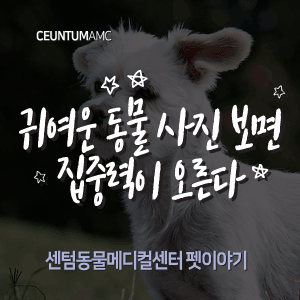  [동물뉴스]귀여운 동물 사진 보면 집중력이 오른다(부산분과전문동물병원, 365일연중무휴)