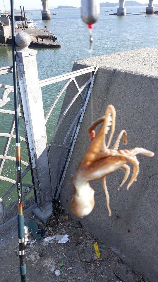  영흥도  바다낚시(영흥대교. 영흥 수산물 직판장) 친구들과 함께하다