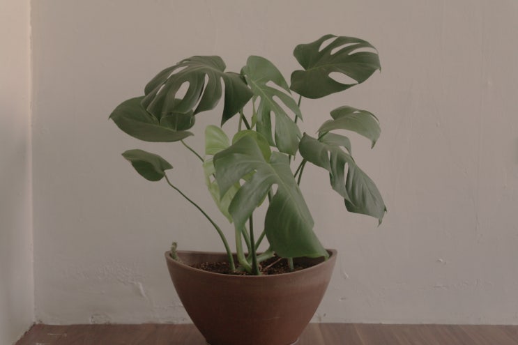  몬스테라
