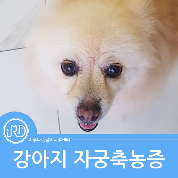 봉담 대형견 전문 동물병원 : 강아지 자궁축농증 수술