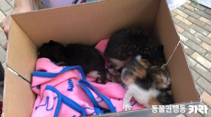  더불어숨센터의 사무국, 아기고양이 4남매 공동육아가 끝났습니다