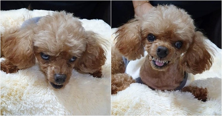  '노견은 참지 않긔!' 화나면 '조커' 표정 짓는 반려견