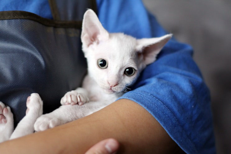  데본렉스(Devon Rex)  털안빠지는 고양이추천드려요!!