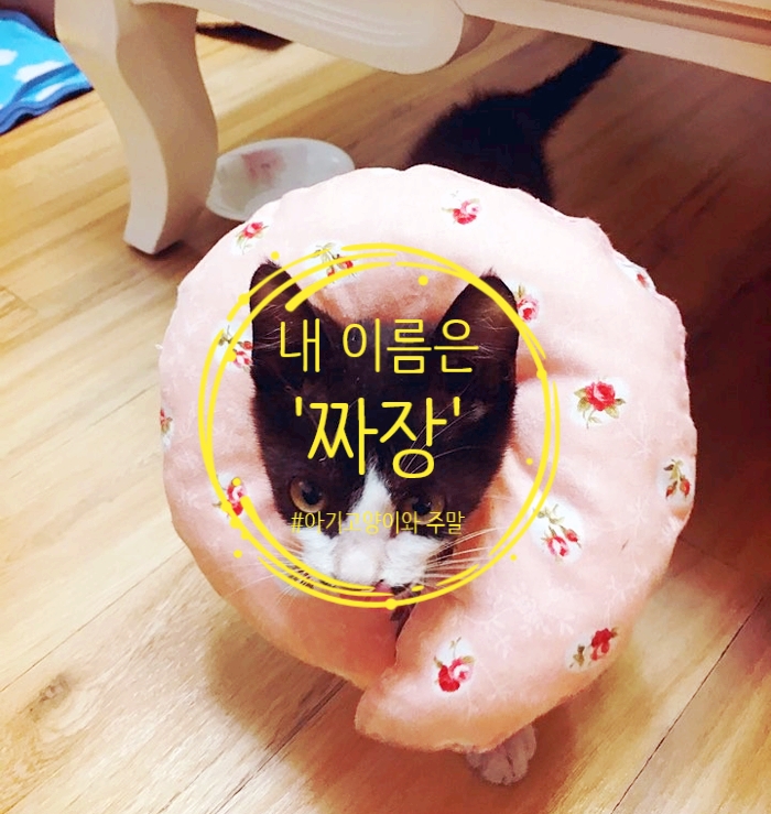  [긍정지누 미라클모닝 시즌2] 고양이와 함께한 주말 (75일&76일/D+41&42)