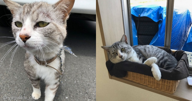 회사 밖서 구조한 슬픈 눈 고양이의 4개월 뒤 모습..표정이 사장님!