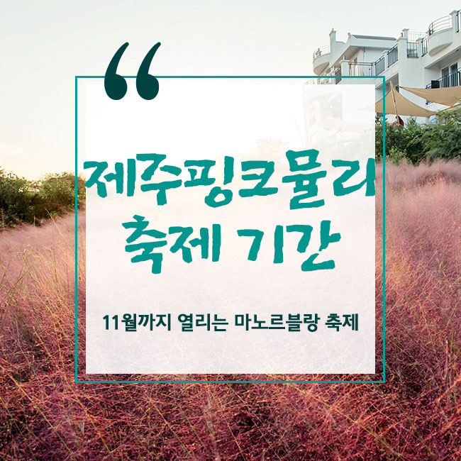  제주핑크뮬리축제 기간, 11월까지 열리는 마노르블랑 축제