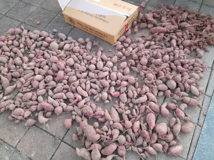  완벽한 삶