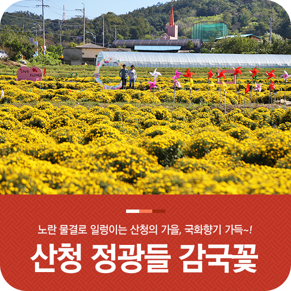 경남 산청 가을 국화향기 가득한 정광들 감국꽃 수확 현장!
