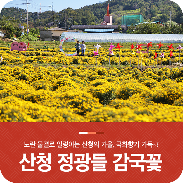  경남 산청 가을 국화향기 가득한 정광들 감국꽃 수확 현장!
