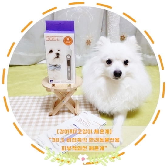  [강아지/고양이 체온계]"38.5 비접촉식 반려동물전용 피부적외선 체온계" 강아지열 측정 리뷰#