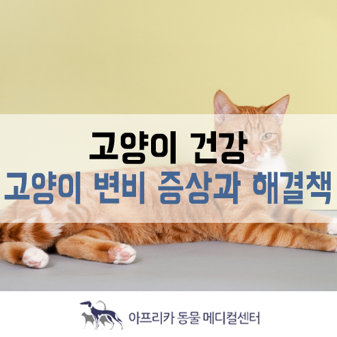 고양이 건강 : 고양이 변비 증상과 치료 방법