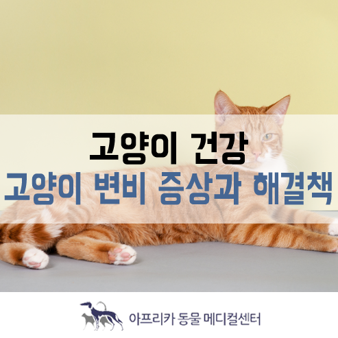  고양이 건강 : 고양이 변비 증상과 치료 방법